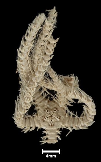 Media type: image;   Invertebrate Zoology OPH-1957 Description: Underside view of single ophiuroid specimen with a scale bar.;  Aspect: ventral
